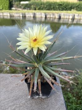 Preview: Leuchtenbergia principis v. trachythele